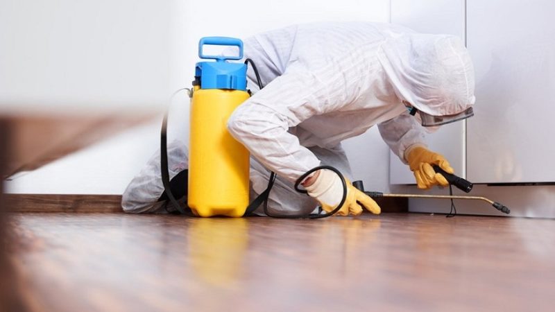 How Pest Control Services Improve Your Facility?