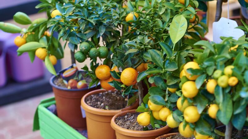 What to Do After You Buy Fruit Trees
