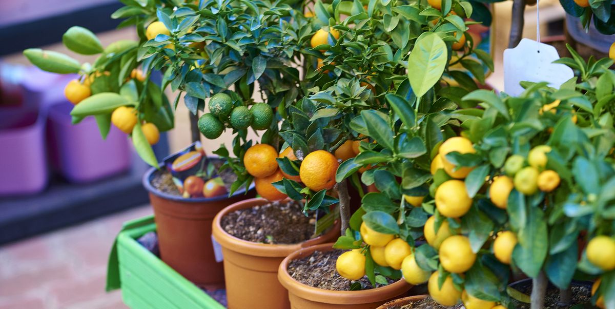 What to Do After You Buy Fruit Trees