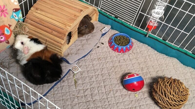 Fleece Cage Mats: The Ultimate Bedding For Guinea Pigs
