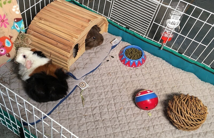 Fleece Cage Mats: The Ultimate Bedding For Guinea Pigs
