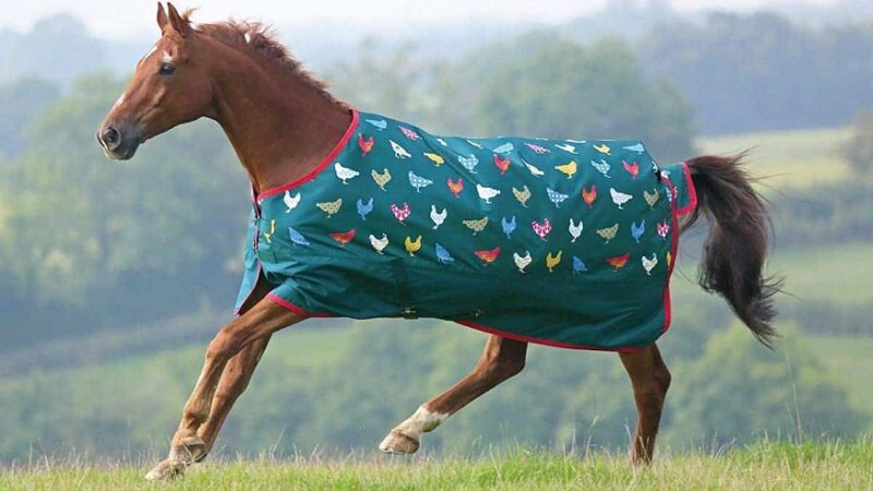 Everything You Need To Know About Horse Blankets