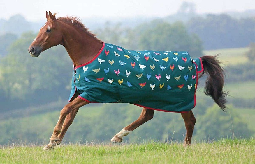 Everything You Need To Know About Horse Blankets