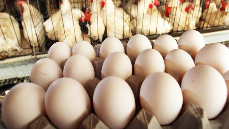 Hillandale Farms Pennsylvania Provides a Brief Introduction To American Humane Certified Cage-Free Eggs