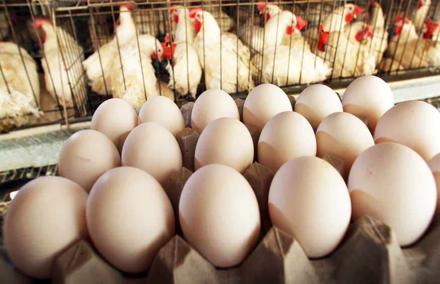 Hillandale Farms Pennsylvania Provides a Brief Introduction To American Humane Certified Cage-Free Eggs