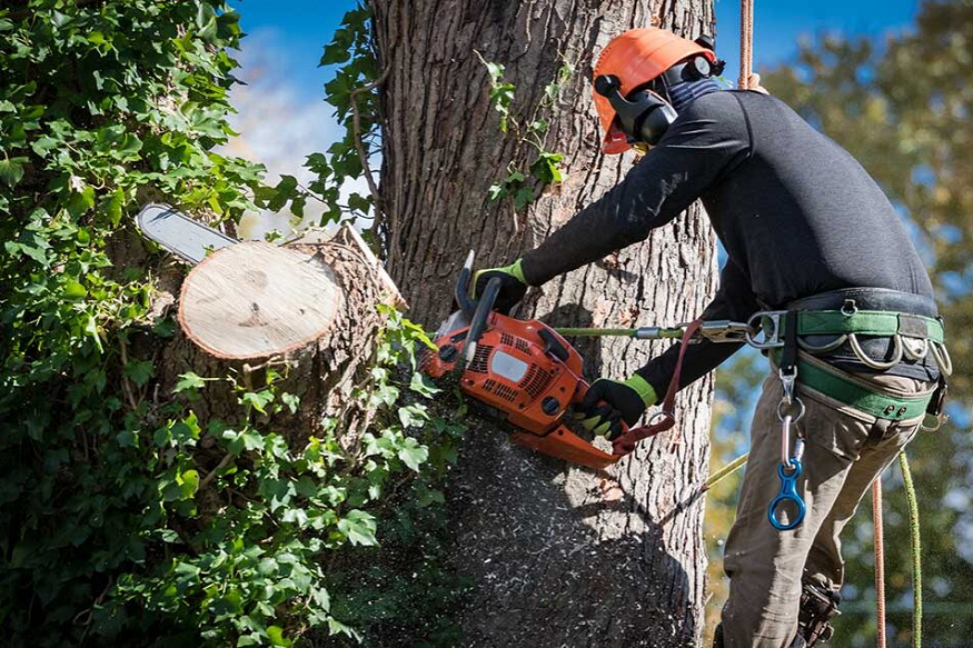Professional Tree Removal In Bellevue: What Every Homeowner Needs